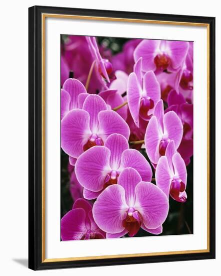 Pink Orchids-Darrell Gulin-Framed Photographic Print