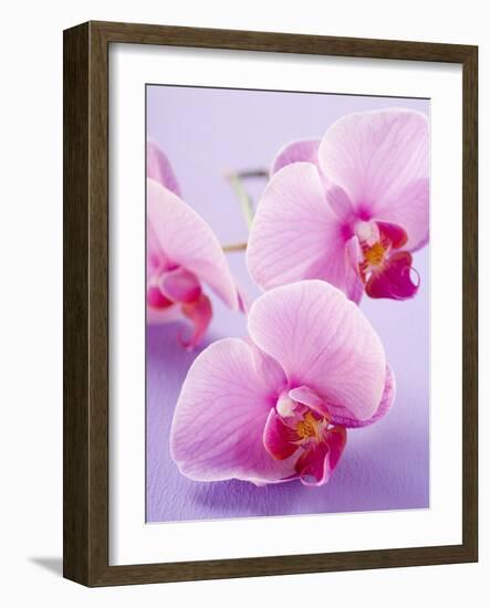 Pink Orchids-null-Framed Photographic Print