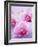 Pink Orchids-null-Framed Photographic Print