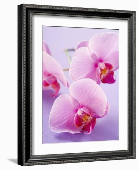 Pink Orchids-null-Framed Photographic Print