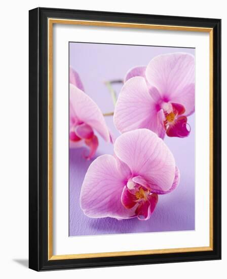 Pink Orchids-null-Framed Photographic Print