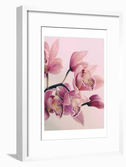 Pink Orchids-Urban Epiphany-Framed Art Print