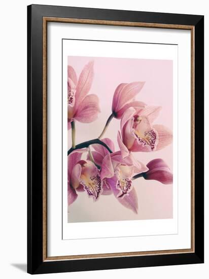 Pink Orchids-Urban Epiphany-Framed Art Print