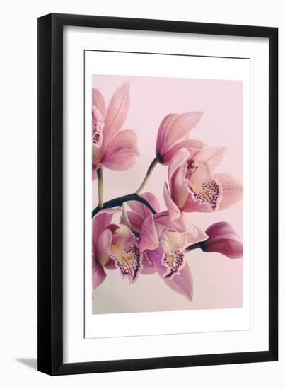 Pink Orchids-Urban Epiphany-Framed Art Print