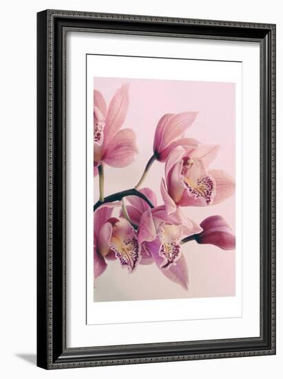 Pink Orchids-Urban Epiphany-Framed Art Print