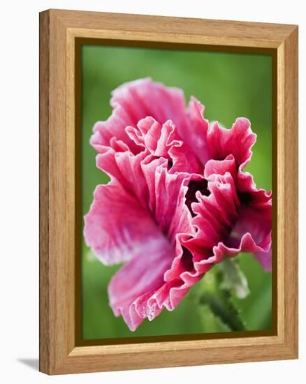 Pink oriental poppy-Clive Nichols-Framed Premier Image Canvas