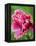 Pink oriental poppy-Clive Nichols-Framed Premier Image Canvas