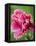 Pink oriental poppy-Clive Nichols-Framed Premier Image Canvas