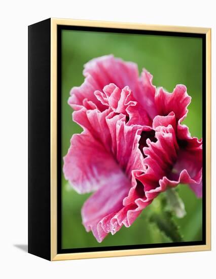 Pink oriental poppy-Clive Nichols-Framed Premier Image Canvas