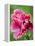 Pink oriental poppy-Clive Nichols-Framed Premier Image Canvas