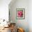 Pink oriental poppy-Clive Nichols-Framed Photographic Print displayed on a wall