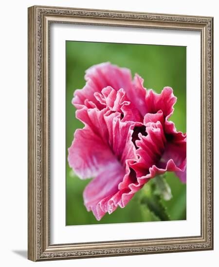 Pink oriental poppy-Clive Nichols-Framed Photographic Print