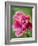 Pink oriental poppy-Clive Nichols-Framed Photographic Print