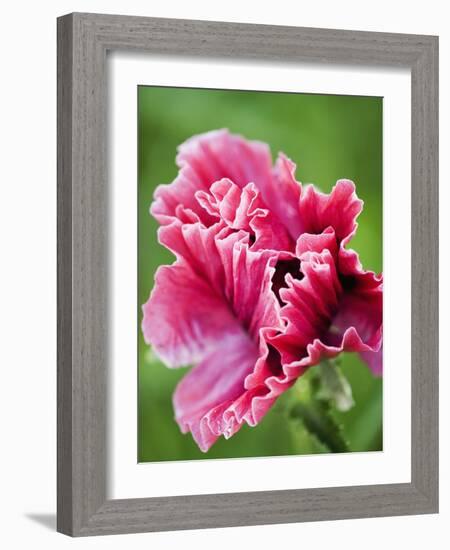 Pink oriental poppy-Clive Nichols-Framed Photographic Print