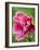 Pink oriental poppy-Clive Nichols-Framed Photographic Print