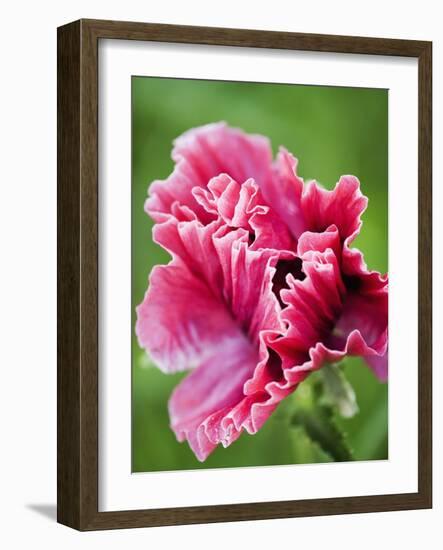 Pink oriental poppy-Clive Nichols-Framed Photographic Print