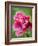 Pink oriental poppy-Clive Nichols-Framed Photographic Print