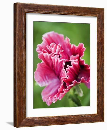 Pink oriental poppy-Clive Nichols-Framed Photographic Print