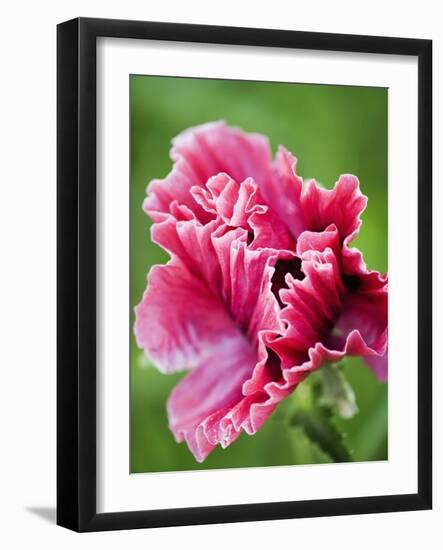 Pink oriental poppy-Clive Nichols-Framed Photographic Print