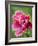 Pink oriental poppy-Clive Nichols-Framed Photographic Print