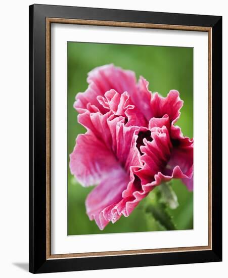 Pink oriental poppy-Clive Nichols-Framed Photographic Print