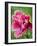 Pink oriental poppy-Clive Nichols-Framed Photographic Print