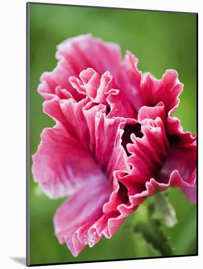 Pink oriental poppy-Clive Nichols-Mounted Photographic Print