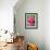 Pink oriental poppy-Clive Nichols-Framed Photographic Print displayed on a wall