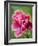 Pink oriental poppy-Clive Nichols-Framed Photographic Print