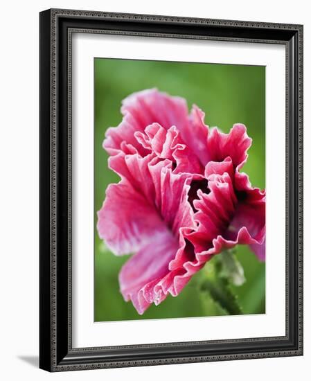 Pink oriental poppy-Clive Nichols-Framed Photographic Print