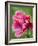 Pink oriental poppy-Clive Nichols-Framed Photographic Print