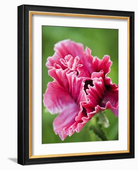 Pink oriental poppy-Clive Nichols-Framed Photographic Print