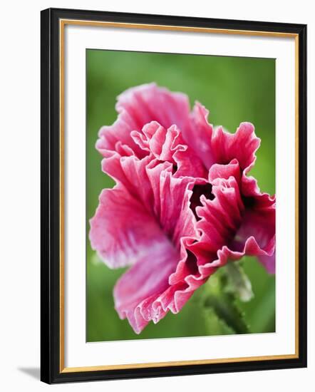 Pink oriental poppy-Clive Nichols-Framed Photographic Print