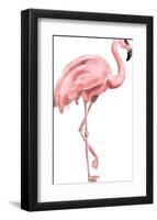 Pink Painted Flamingo-Jetty Printables-Framed Art Print