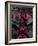 Pink Paris-Jace Grey-Framed Art Print