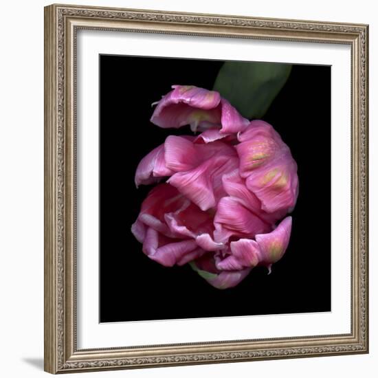 Pink Parrot Tulip 1-Magda Indigo-Framed Photographic Print