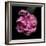 Pink Parrot Tulip 1-Magda Indigo-Framed Photographic Print