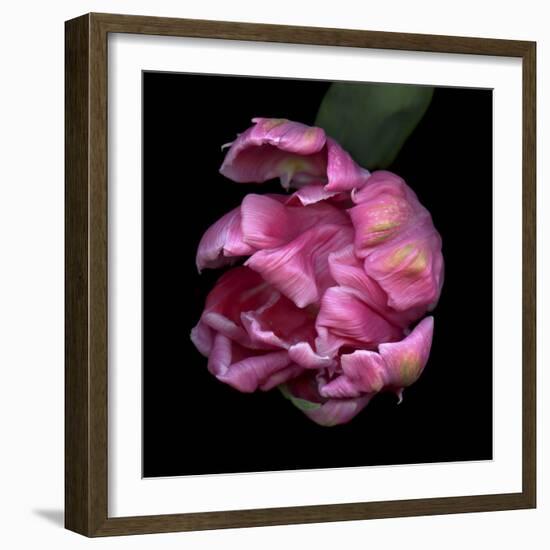 Pink Parrot Tulip 1-Magda Indigo-Framed Photographic Print