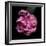 Pink Parrot Tulip 1-Magda Indigo-Framed Photographic Print