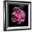 Pink Parrot Tulip 1-Magda Indigo-Framed Photographic Print