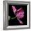 Pink Parrot Tulip 2-Magda Indigo-Framed Photographic Print