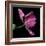 Pink Parrot Tulip 2-Magda Indigo-Framed Photographic Print