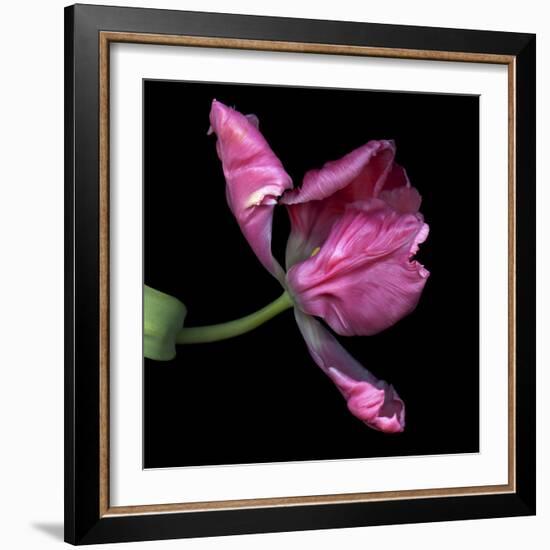 Pink Parrot Tulip 2-Magda Indigo-Framed Photographic Print