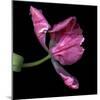 Pink Parrot Tulip 2-Magda Indigo-Mounted Photographic Print
