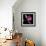 Pink Parrot Tulip 2-Magda Indigo-Framed Photographic Print displayed on a wall