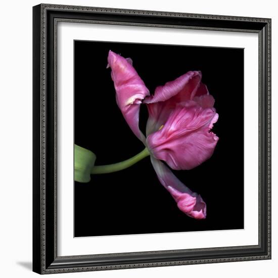 Pink Parrot Tulip 2-Magda Indigo-Framed Photographic Print