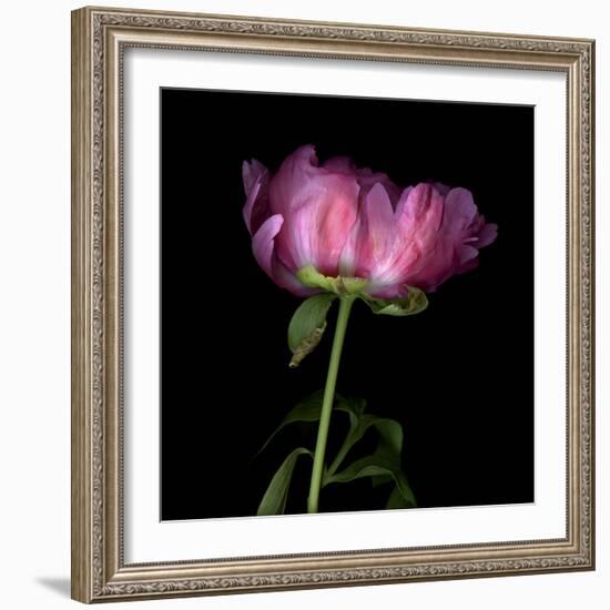 Pink Parrot Tulip 3-Magda Indigo-Framed Photographic Print