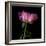 Pink Parrot Tulip 3-Magda Indigo-Framed Photographic Print