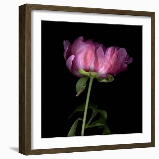 Pink Parrot Tulip 3-Magda Indigo-Framed Photographic Print