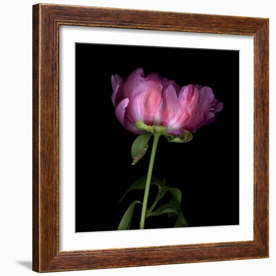 Pink Parrot Tulip 3-Magda Indigo-Framed Photographic Print